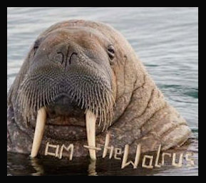 Walrus